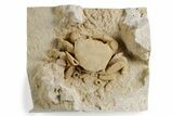 Fossil Crab (Potamon) Preserved in Travertine - Turkey #351025-3